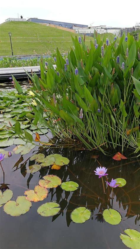 魚池植物|錦鯉魚池應該種什麼植物又美觀又淨水